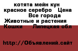 котята мейн кун, красное серебро › Цена ­ 30 - Все города Животные и растения » Кошки   . Липецкая обл.